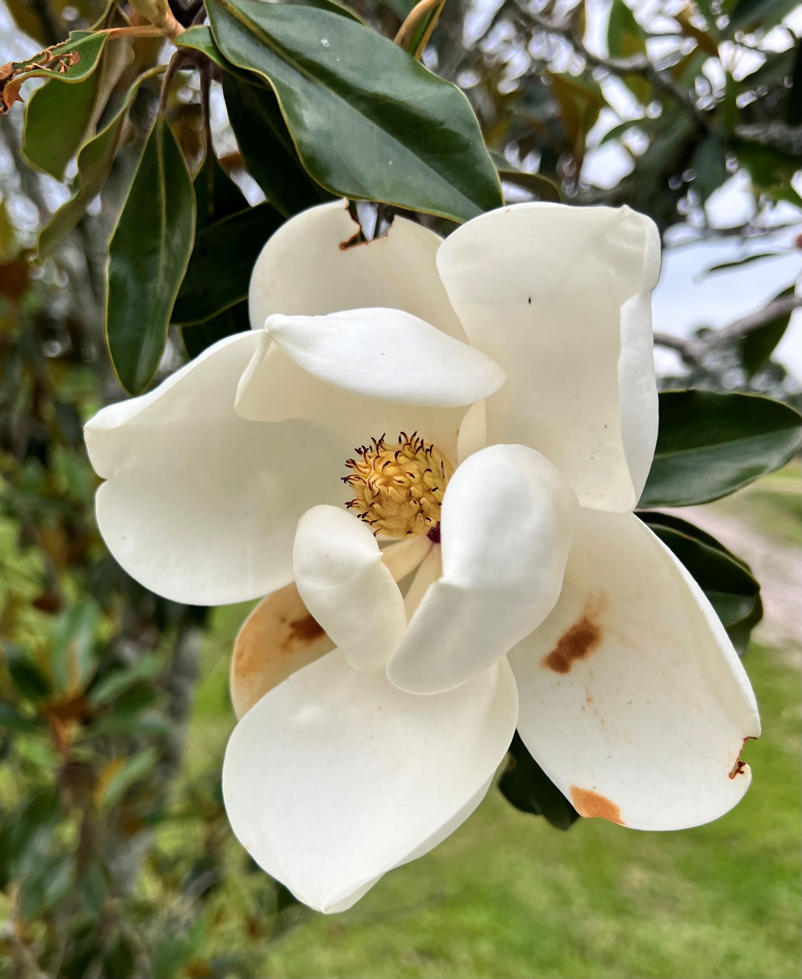 Lovely Magnolias